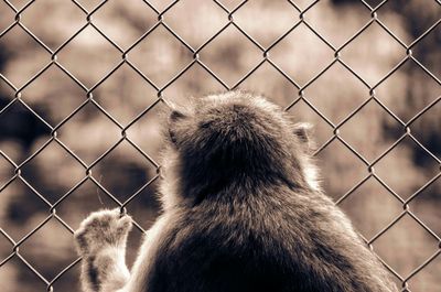 Dog seen through chainlink fence