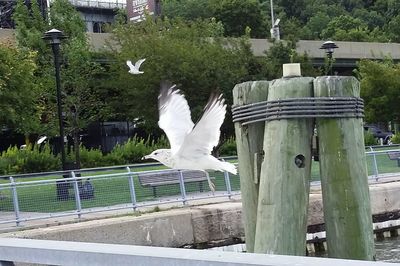 Bird flying over water