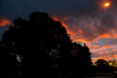 Silhouette of trees at sunset