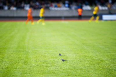 Birds perching on soccer field
