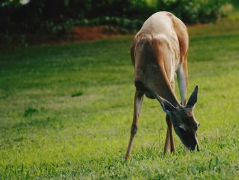 Deer grazing on field