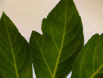 Close-up of green leaves