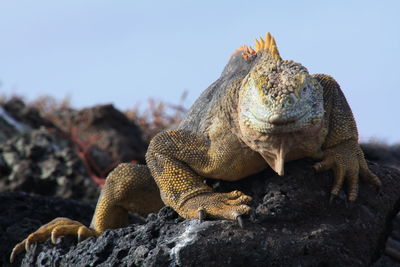 Close-up of iguana on rock