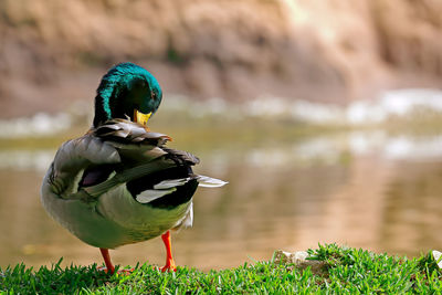 Preening duck against blurred background