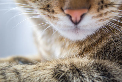 Close-up of cat