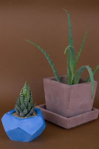 Close-up of succulent plant on table