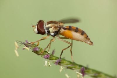 Close-up of insect pollinating on flower