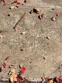 High angle view of crab on beach