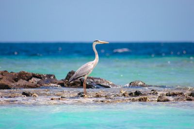Heron perching by sea against clear sky