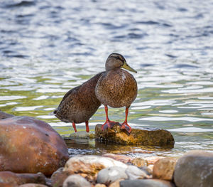 Close-up of bird perching on lake