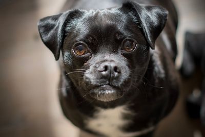 Close-up portrait of black puppy