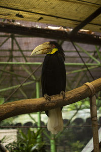 Bird perching on a branch