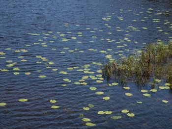 High angle view of leaves floating on water