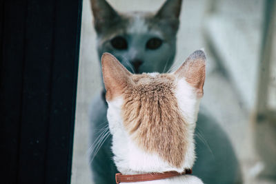 Close-up portrait of a cat