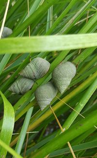 Close-up of fresh green plant