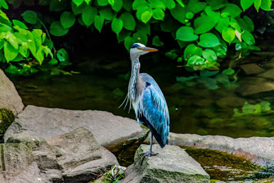 High angle view of gray heron perching on rock