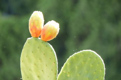 Close-up of prickly pear cactus