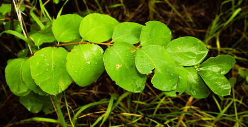 Close-up of fresh green plant