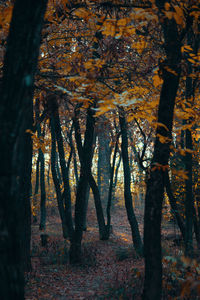 Close-up of trees in forest during autumn