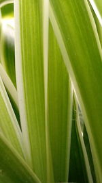 Close-up of leaves on plant