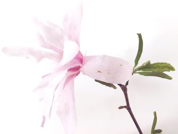 Close-up of flowers over white background