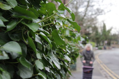 Plant growing on tree