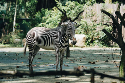 Zebras standing in a field