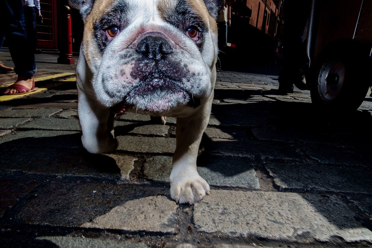 dog, one animal, animal themes, domestic animals, pets, mammal, sidewalk, outdoors, portrait, day, no people, close-up