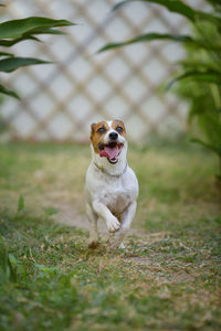 Portrait of dog on field