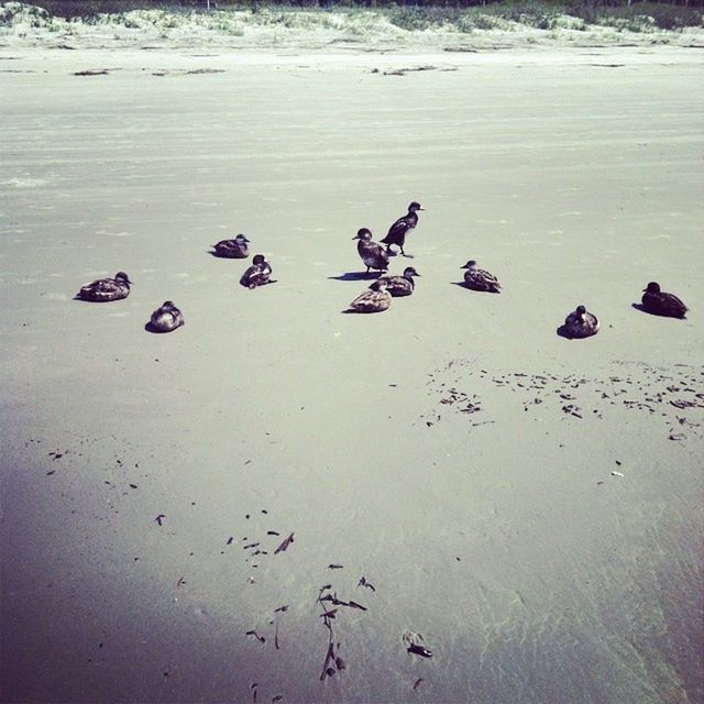 bird, animal themes, animals in the wild, wildlife, water, beach, flock of birds, high angle view, shore, flying, sea, sand, seagull, nature, medium group of animals, day, outdoors, duck