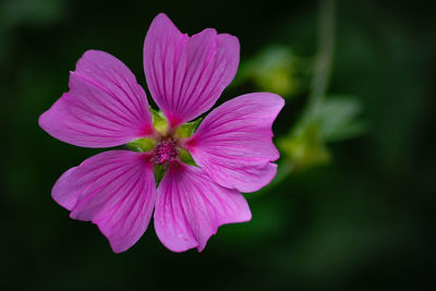 Close-up of pink flower