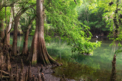 Scenic view of lake in forest