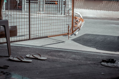 View of a dog on road