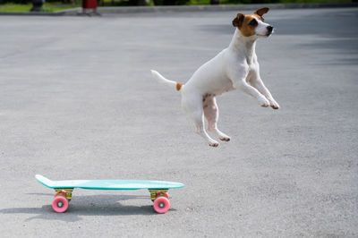 Dogs running on road