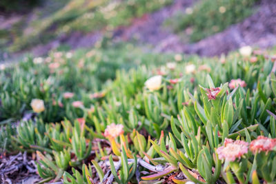 Close-up of flowers in field