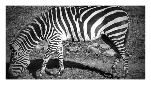 Zebras standing in the field