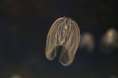 Close-up of jellyfish swimming in water