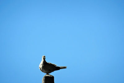 Low angle view of seagull flying