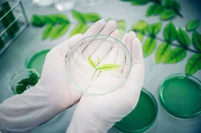 Cropped hands of scientist holding leaf sample