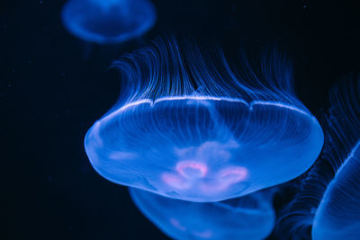 Close-up of moon jelly swimming in aquarium