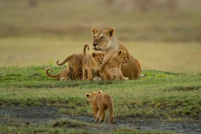 Cub walks towards others lying by lioness