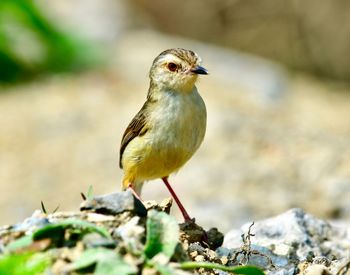 Close-up of bird perching on rock