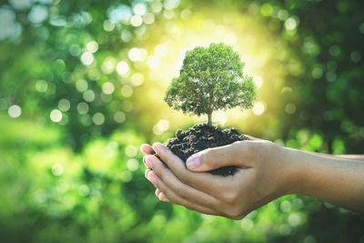 Close-up of hand holding plant