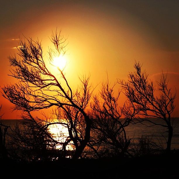 sunset, sun, silhouette, orange color, tranquility, tranquil scene, scenics, beauty in nature, bare tree, sky, nature, branch, tree, idyllic, sunlight, back lit, landscape, outdoors, growth, majestic