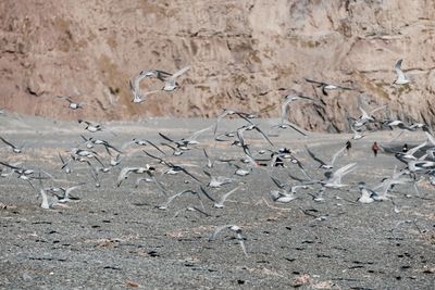 Flock of birds flying against mountain