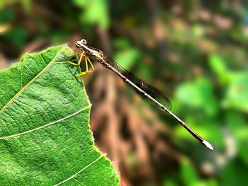 Close-up of insect on leaf