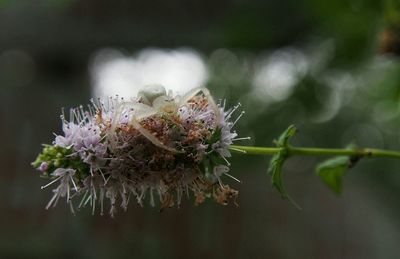 Close-up of insect on flower