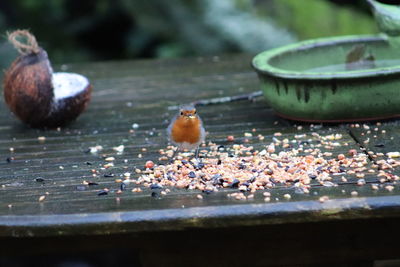 Close-up of birds perching on ground