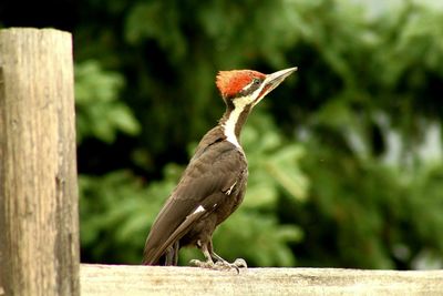 Close-up of bird perching on wooden post