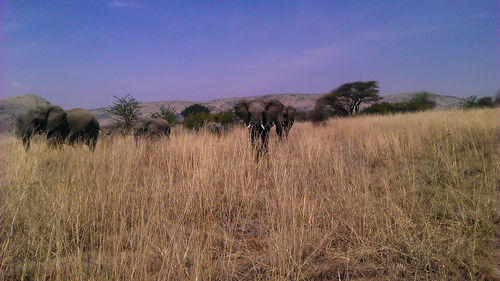 Horses grazing on field